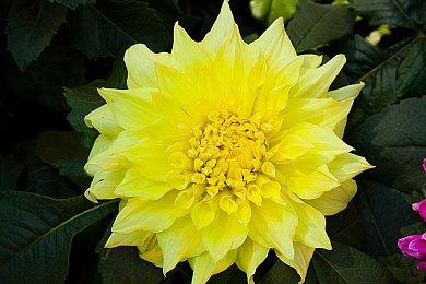 《命运2》X《刺客信条》联动预告片今日发布